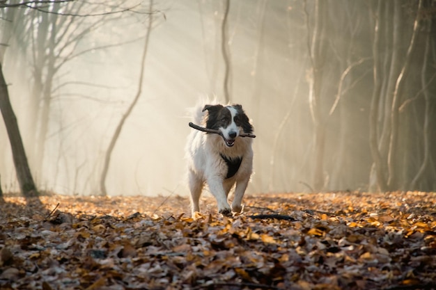 cane bianco felice che gioca nella foresta nebbiosa nel tardo autunno