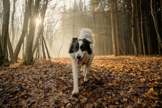 cane bianco felice che gioca nella foresta nebbiosa nel tardo autunno