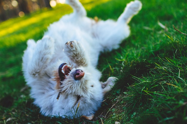 Cane bianco felice, giocoso, allegro che gioca con un bastone nel parco su erba verde. Amico dell'essere umano