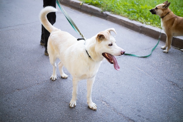 Cane bianco in piedi vicino a gambe umane e cane allo zenzero sullo sfondo su strada asfaltata