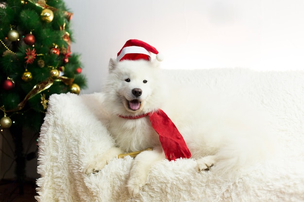 Cane bianco in sciarpa e cappello rossi.