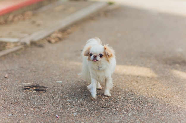 Cane bianco lanuginoso sveglio in città.