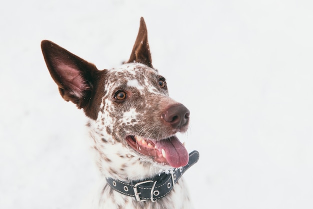 Cane bianco-marrone felice in collare sul campo nevoso nella foresta di inverno