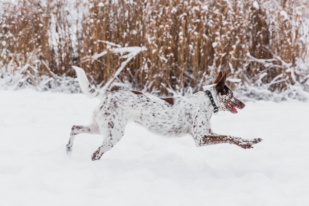 Cane bianco-marrone felice nel collare che funziona sul campo nevoso in inverno