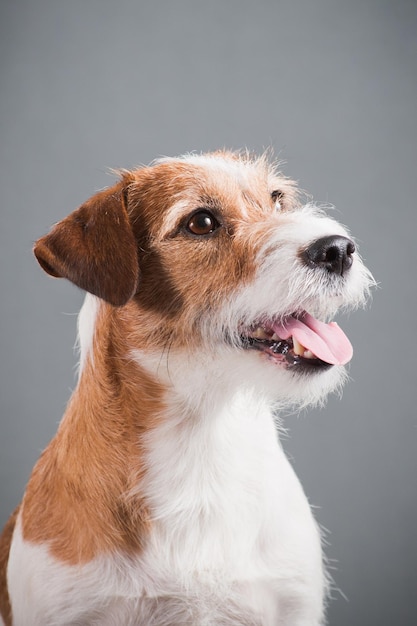 Cane bianco rosso razza Jack Russell Terrier duro su sfondo grigio