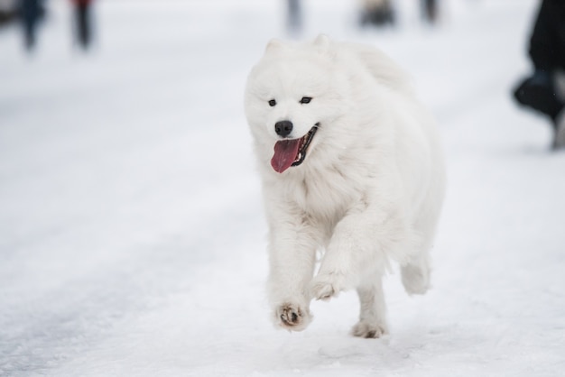 Cane bianco Samoiedo con sorriso corre sulla neve fuori sullo sfondo invernale