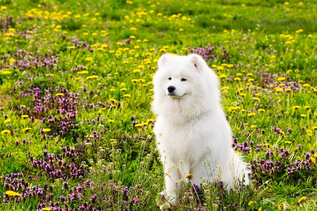 Cane bianco samoiedo su uno sfondo di erba verde