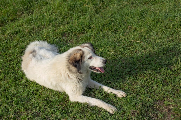 cane bianco su erba verde abckground