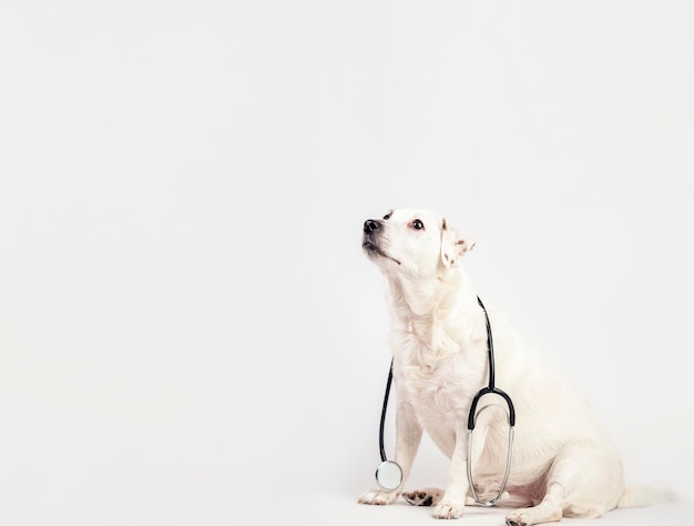 Cane bianco su sfondo chiaro con uno stetoscopio intorno al collo Concetto di trattamento degli animali medicina Banner con spazio per il testo