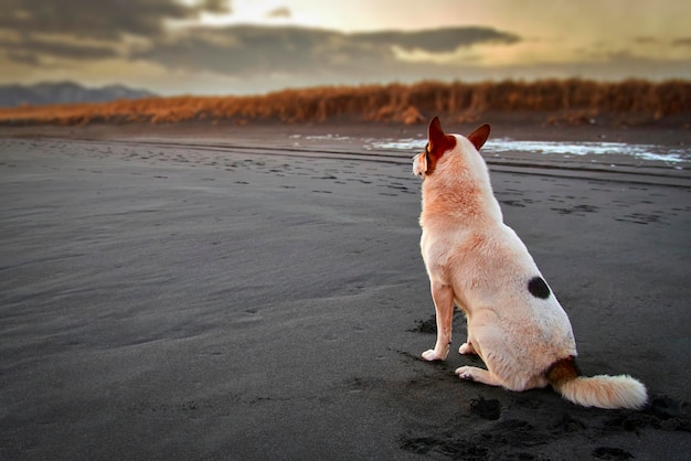 Cane bianco sulla spiaggia di sera con sabbia nera