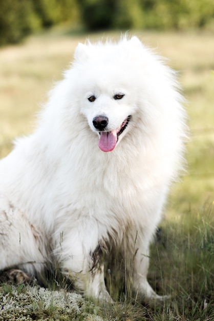 Cane bianco sveglio vicino nel legno