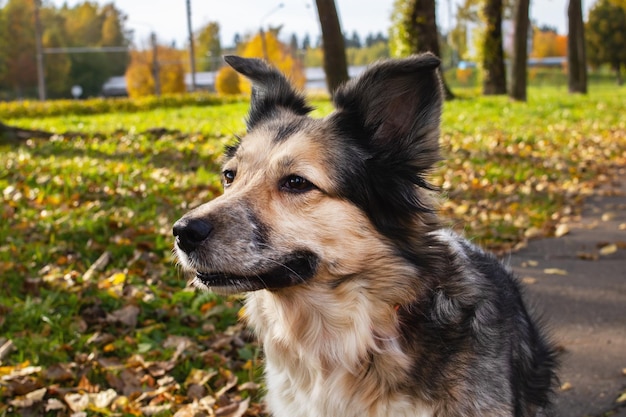 Cane bianco tra il ritratto del primo piano delle foglie gialle