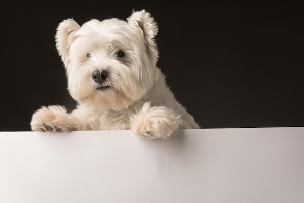 cane bianco West Highland White Terrier su uno sfondo scuro isolato.