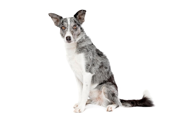 Cane border collie blu merle