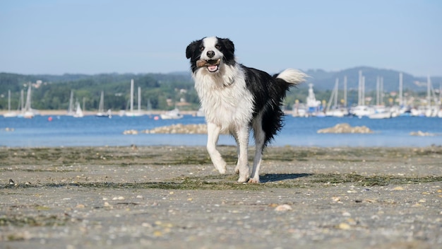 Cane border collie che gioca sulla spiaggia