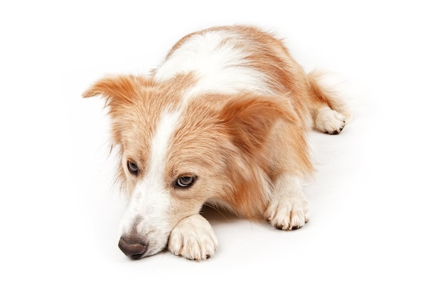 Cane Border Collie Che Stabilisce