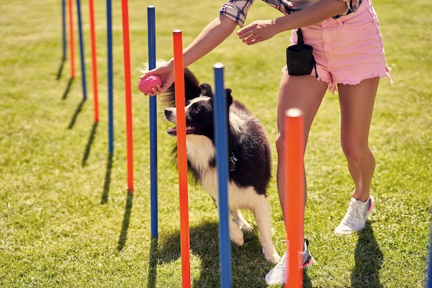 cane border collie e una donna su un campo di agilità