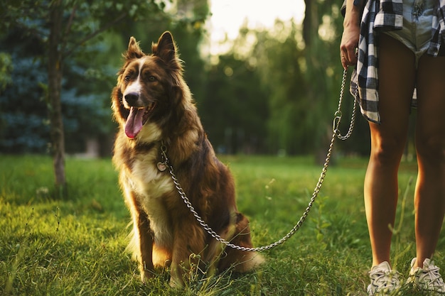 Cane border collie in una passeggiata nel parco con la sua proprietaria