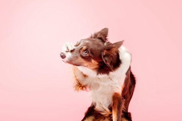 Cane Border Collie nello studio fotografico su sfondo rosa