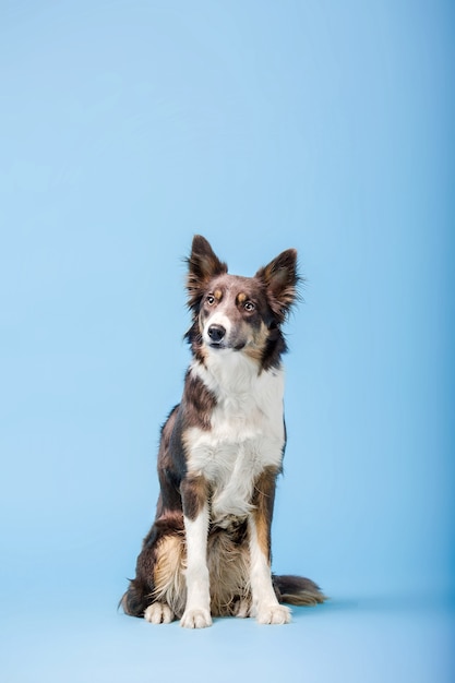 Cane Border Collie nello studio fotografico sullo sfondo blu