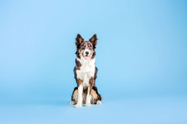 Cane Border Collie nello studio fotografico sullo sfondo blu