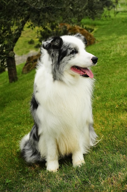 Cane Border Collie