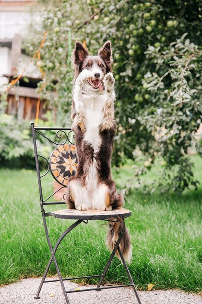 Cane Border Collie