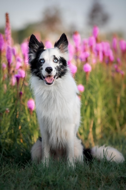 Cane border collie