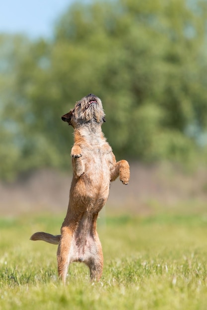 Cane Border Terrier in piedi sulle zampe posteriori sull'erba verde nel parco