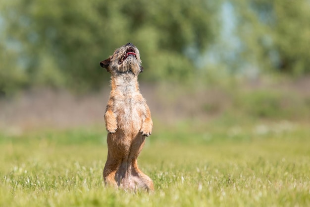 Cane Border Terrier in piedi sulle zampe posteriori sull'erba verde nel parco