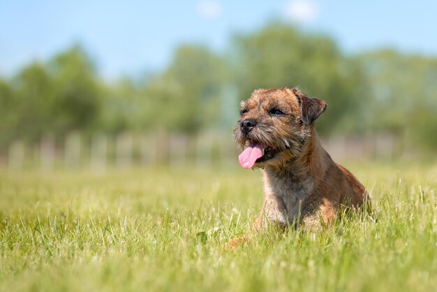 Cane Border Terrier sdraiato nell'erba