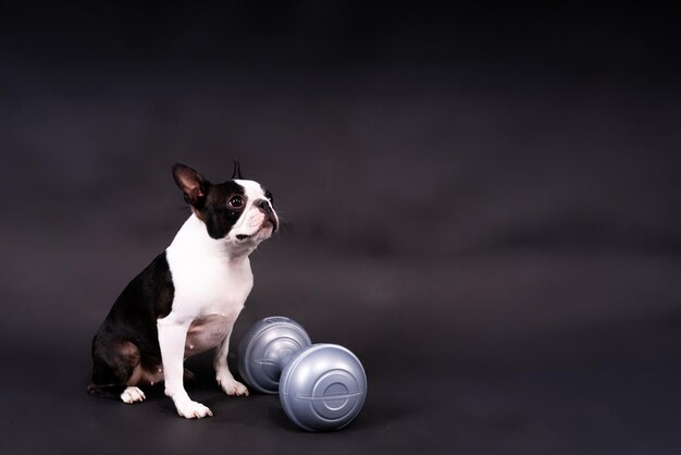 Cane Boston terrier con manubri isolato su sfondo nero