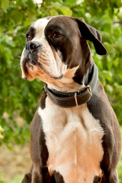 Cane boxer bianco e nero