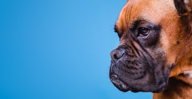 Cane boxer sulla parete blu.