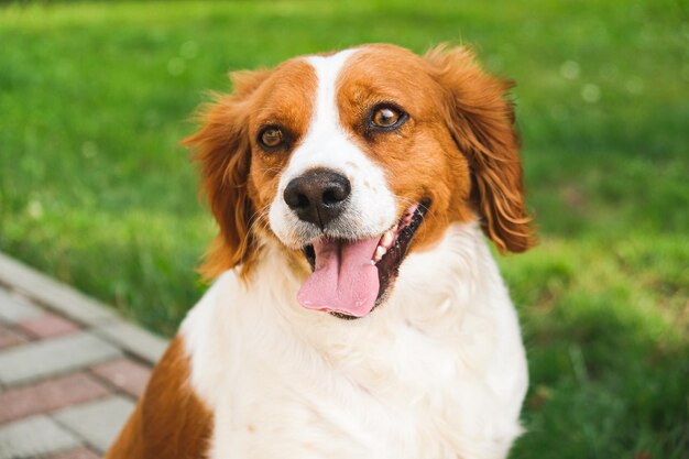 Cane Brittany Spaniel fuori