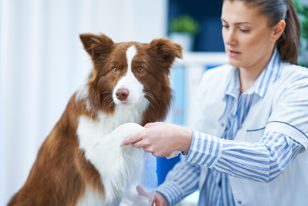 Cane Brown Border Collie durante la visita dal veterinario Foto di alta qualità