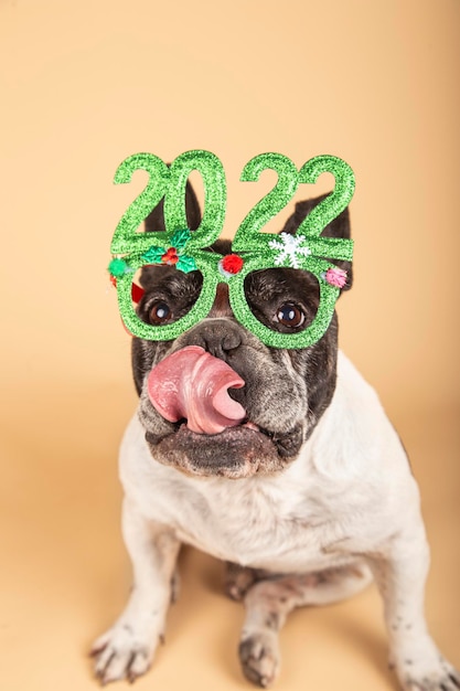 Cane Bulldog francese che festeggia il nuovo anno con occhiali divertenti 2022