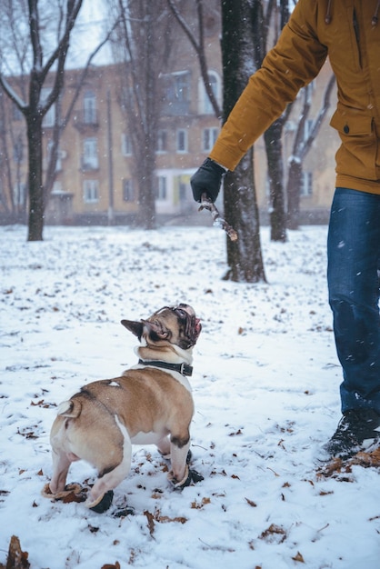 Cane Bulldog francese che gioca in inverno con l'uomo