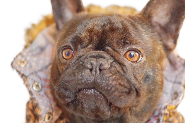 Cane bulldog francese in abiti Ritratto di un cane da compagnia isolato su bianco