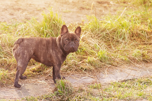 Cane bulldog francese in una passeggiata Animale da compagnia