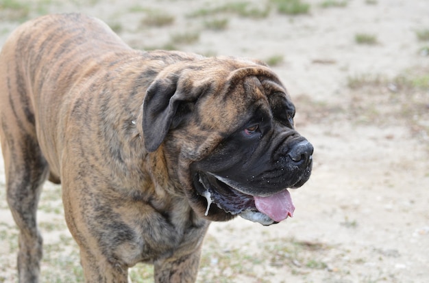 Cane bullmastiff tigrato che sbava.