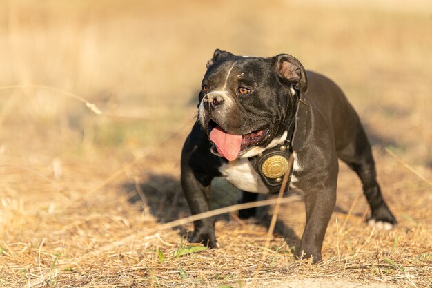 cane bullo bianco e nero