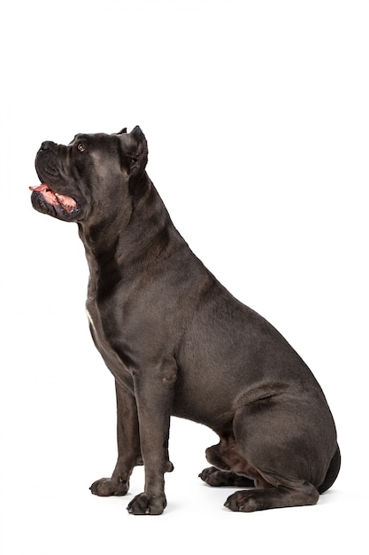 Cane Cane Corso