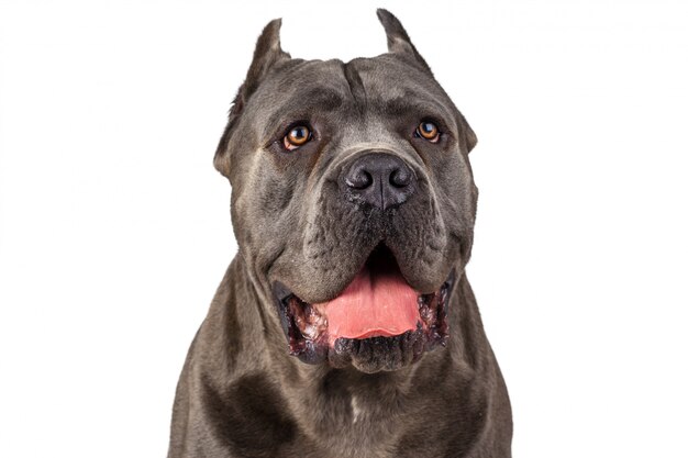 Cane Cane Corso