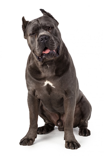 Cane Cane Corso