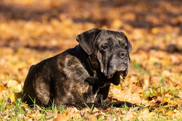 Cane Cane Corso