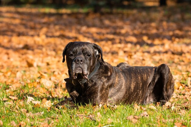 Cane Cane Corso