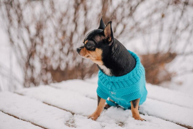 Cane. Cane in inverno cammina nel parco. Ritratto di un minuscolo cane chihuahua che indossa un maglione