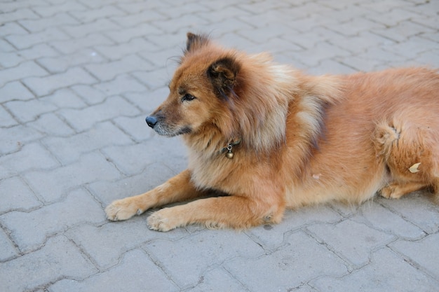 Cane canino marrone che riposa seduto all'aperto