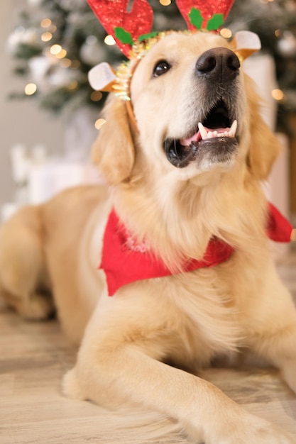 Cane capodanno, Natale. Golden retriever
